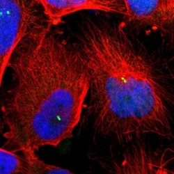 Dynein light chain 4 Antibody, Novus Biologicals 25 &mu;L; Unlabeled:Antibodies,